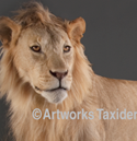 2 lions